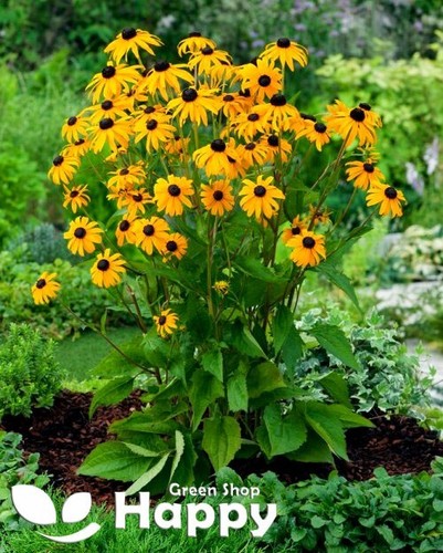 Rudbeckia goldsturm 100 - rudbeckia, 'goldsturm'