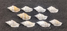 Hermit Crab Shells Homes