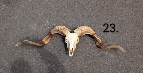Valais ram skull bones - ram, bones,