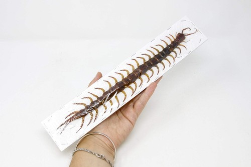 Giant centipede - xl, 9"