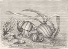 Molluscs viviparous - molluscs.,