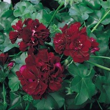 Geranium trailing ivy - geranium,