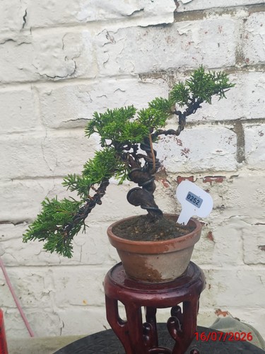 Mini juniper bonsai - mini,