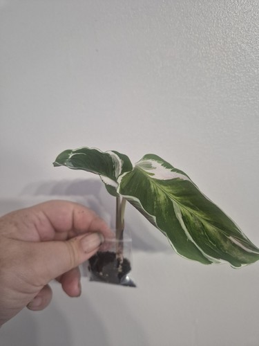 Calathea white fushion sent - calathea,