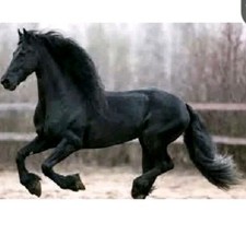 Racing Horse Force with Blue