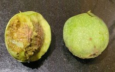 2x Walnut tree seeds/nuts.  Common Walnut JUGLANS REGIA fruit tree hardy