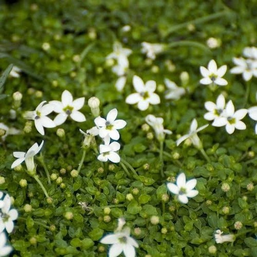 Isotoma fluviatilis - 4x,