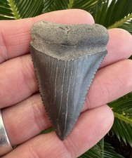 Fossil Great White Shark Tooth