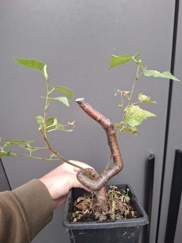 Silver birch bonsai - birch, part