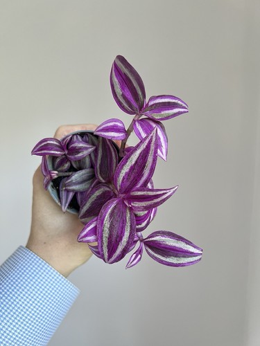Tradescantia pink paradise - tradescantia,
