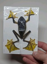 Rhacophorus reinwardtii - rhacophorus,