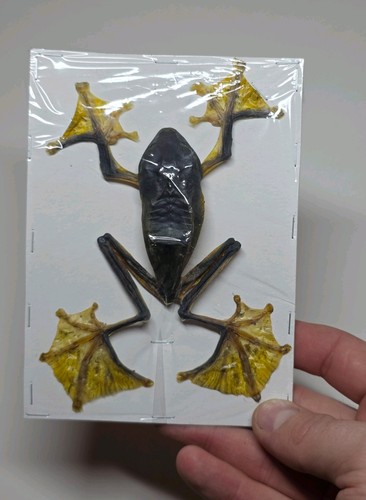 Rhacophorus reinwardtii - rhacophorus,