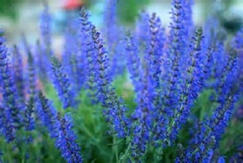 Salvia nemorosa blue - salvia, queen