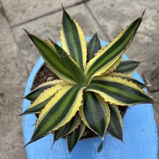 Agave Lophantha Quadricolor