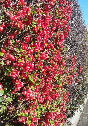 Japanese quince chaenomeles - japanese,
