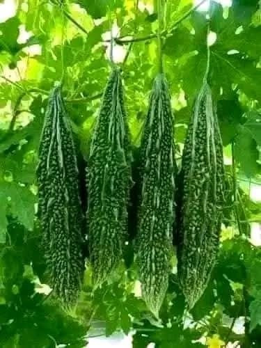 Bitter gourd - bitter,