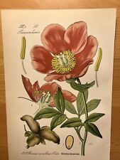 1886 Antique Illustration