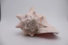 Large queen conch - queen, shell