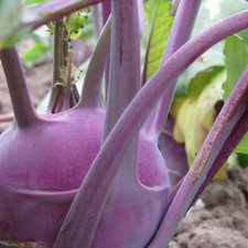 Kohl Rabi Seeds Purple