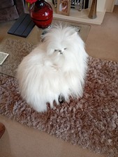 Beautiful Persian Cat From The