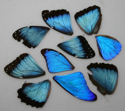 Real morpho butterfly wings - butterfly,
