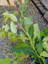 Established Russian Comfrey