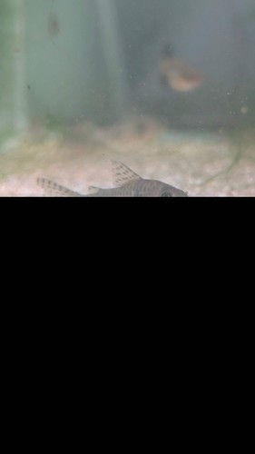 Hoplisoma corydoras - 1x, /
