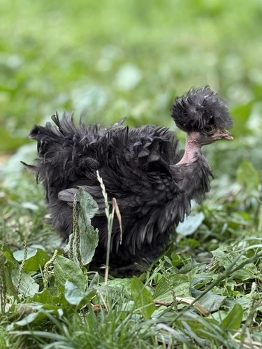 Frizzle naked neck x - 4,