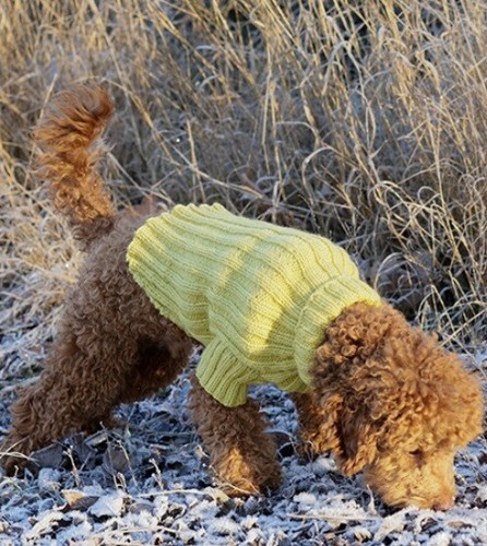 Ribbed small medium dog coat - small,