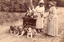 Flemish Dairywoman Belgium? Dogs & Cart Milk Cans Old Photo 1890