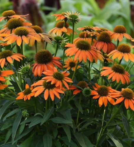 Litre echinacea purpurea - 2,