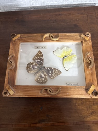 Two framed butterflies - butterflies,