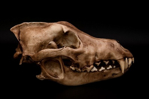 Dire wolf skull replica - dire,