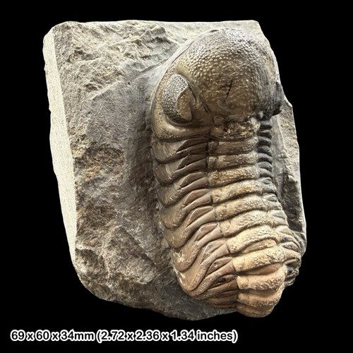 Reedops trilobite fossil - reedops, a