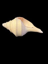 Huge Shell Syrinx Aruanus
