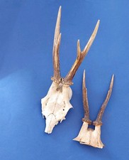 European Roe Deer Skull  Antlers  Trophy Set of 2