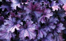 Heuchera x Hybrida 'Forever