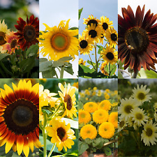 Sunflower Seeds - Huge