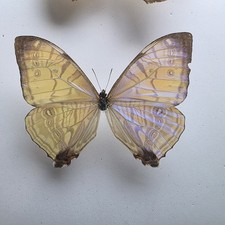 Morpho sulkowskyi Insect