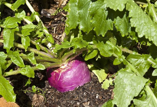 Vegetable turnip milan - turnip,