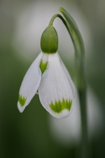 Galanthus plicatus 'Josie' x 1