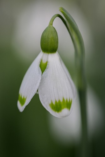 Galanthus plicatus josie - galanthus, 'josie'