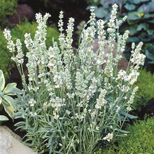 Lavender White Ellagance 'Snow White' Perennial Plug Plants Pack x6 