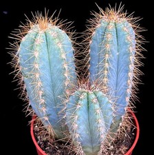 Blue cactus plant torch - cactus,