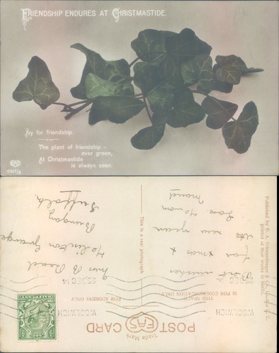 Ivy plant with friendship
