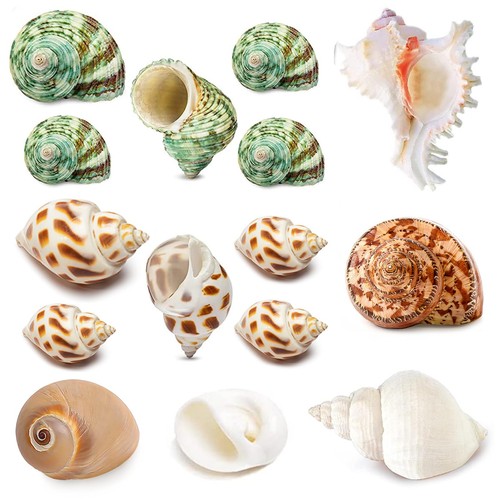 Qicqdram hermit crab shells - qicqdram,