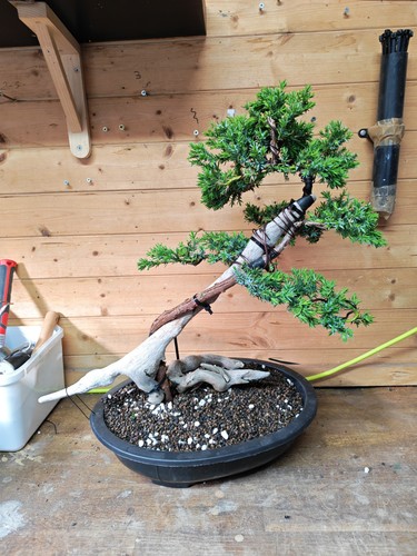 Tanuki needle juniper - needle,