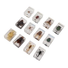 (12-piece Set) Real Insect Specimens Transparent Resin 12-piece Set Insect Sp