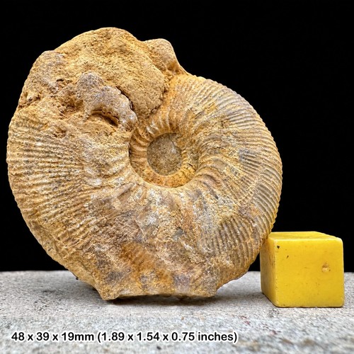 Perisphinctes spirorbis