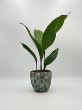 Cast Iron Plant, Aspidistra